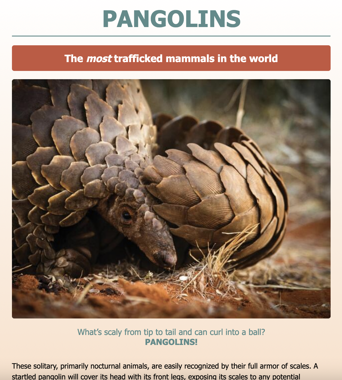 Screenshot of webiste about the pangolin